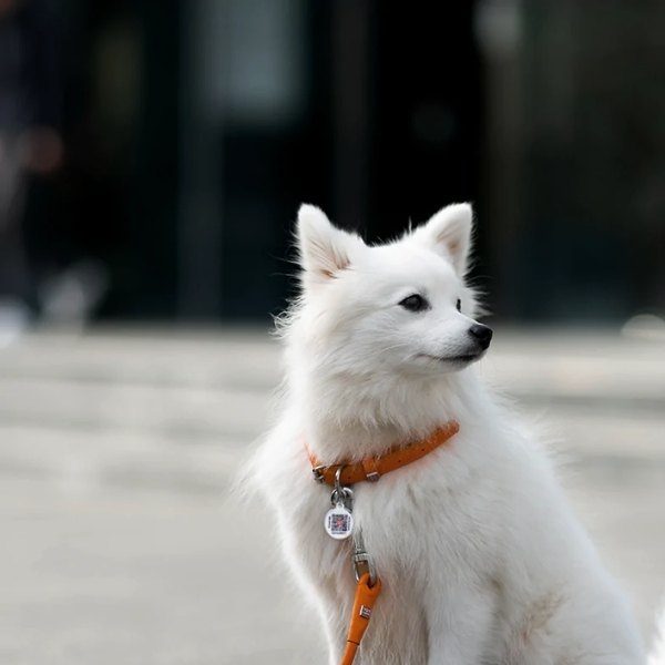 Waudog // Round-stitched leather collar (orange)