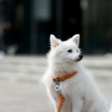 Waudog // Round-stitched leather collar (orange)