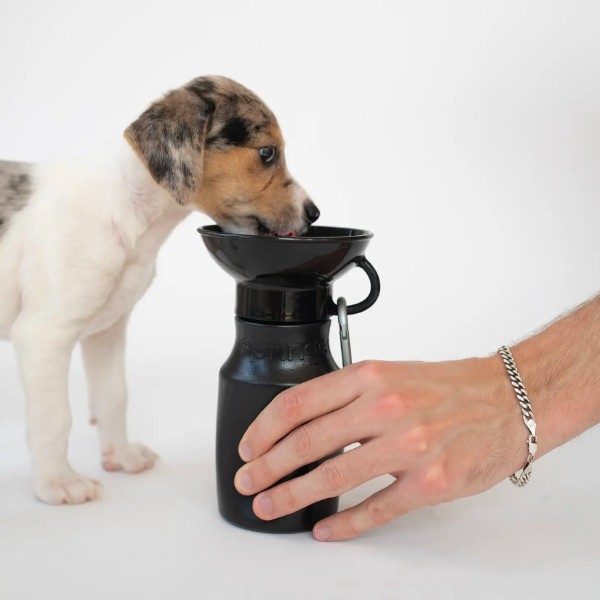 Springer Bottle // Anti-spill travel water bottle (black)
