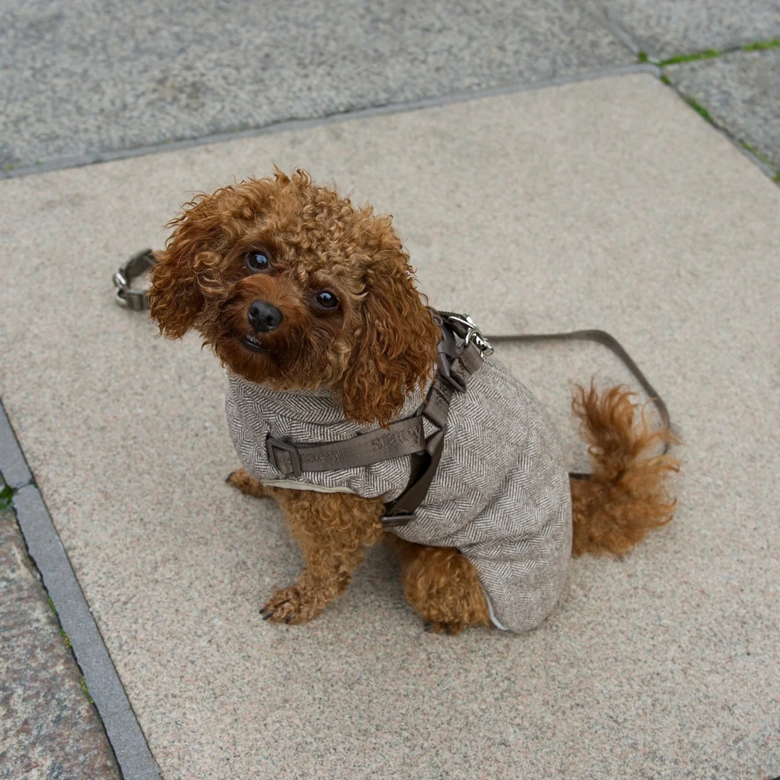Staey Vera // Varm hundejakke med justerbar sele (herringbone mocca)