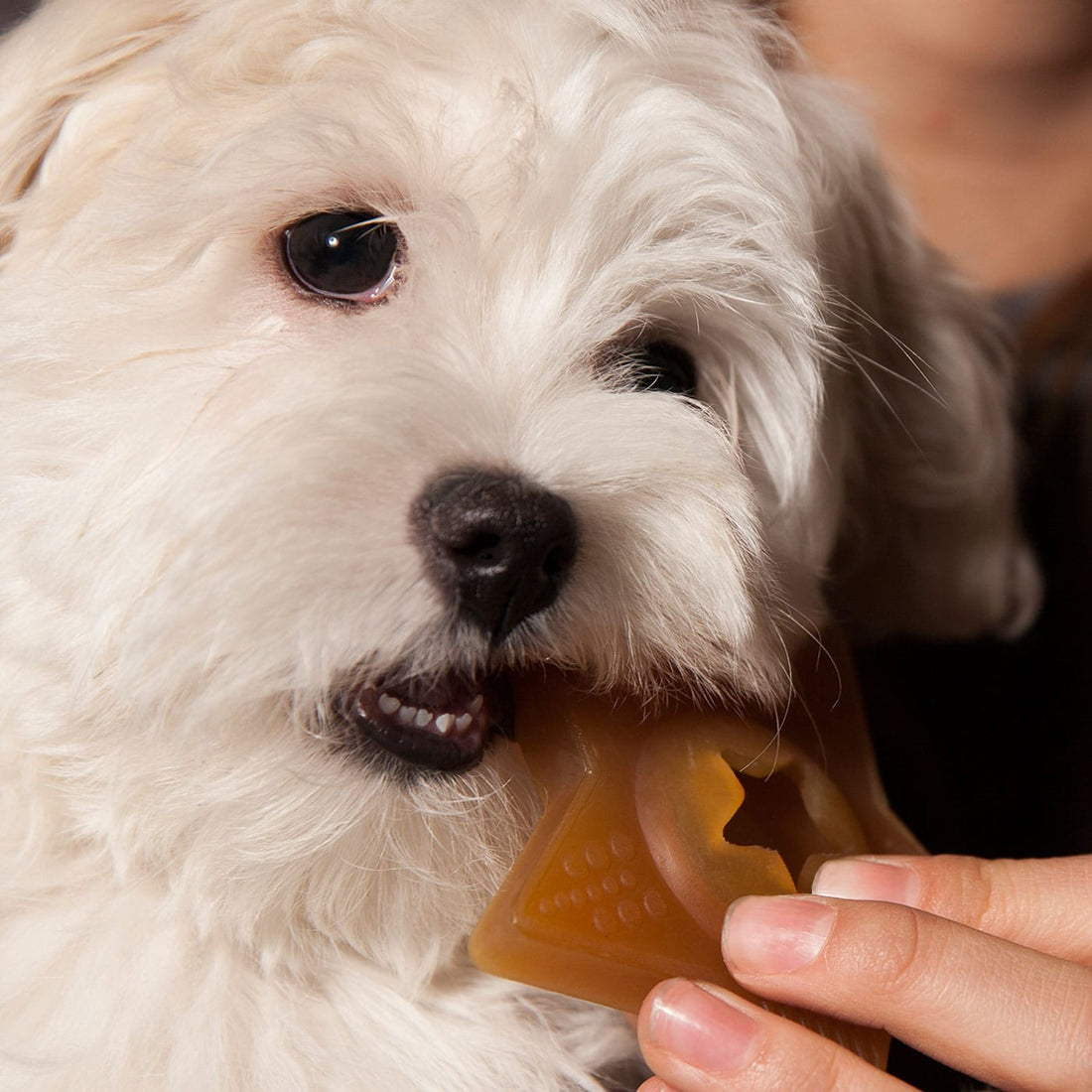 Hevea// StarTreat - dog toy with room for treats