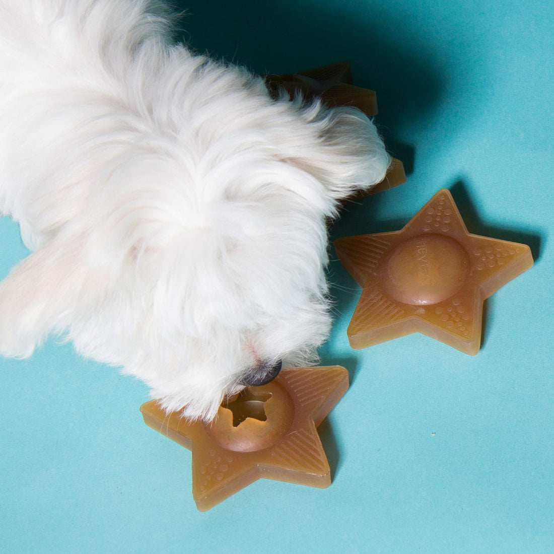 Hevea// StarTreat - dog toy with room for treats