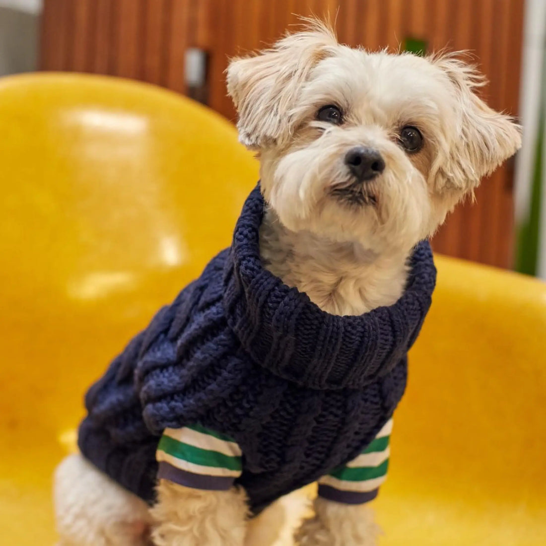 The Painter's Wife // Merino wool dog sweater (XL) (Kopier) (Kopier)