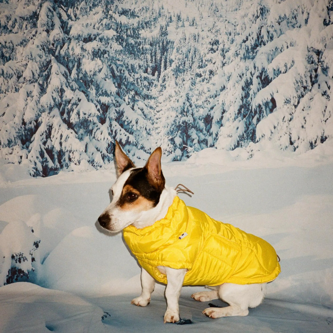 The Painters Wife // Puffer / dog jacket (khaki green) (Kopier) (Kopier)