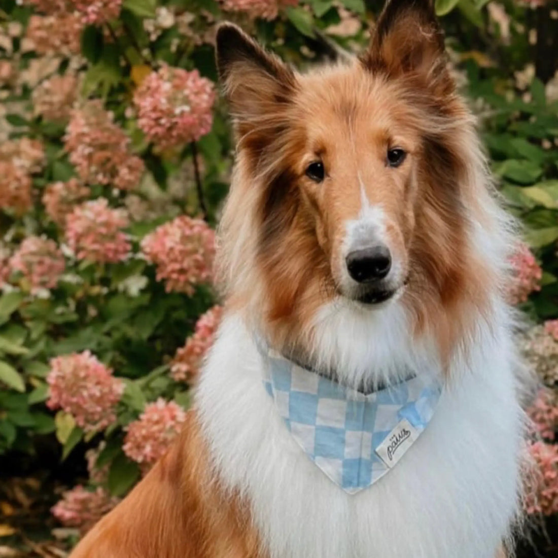 Classic Knight // Dog bandana in classic checks (blue-white)