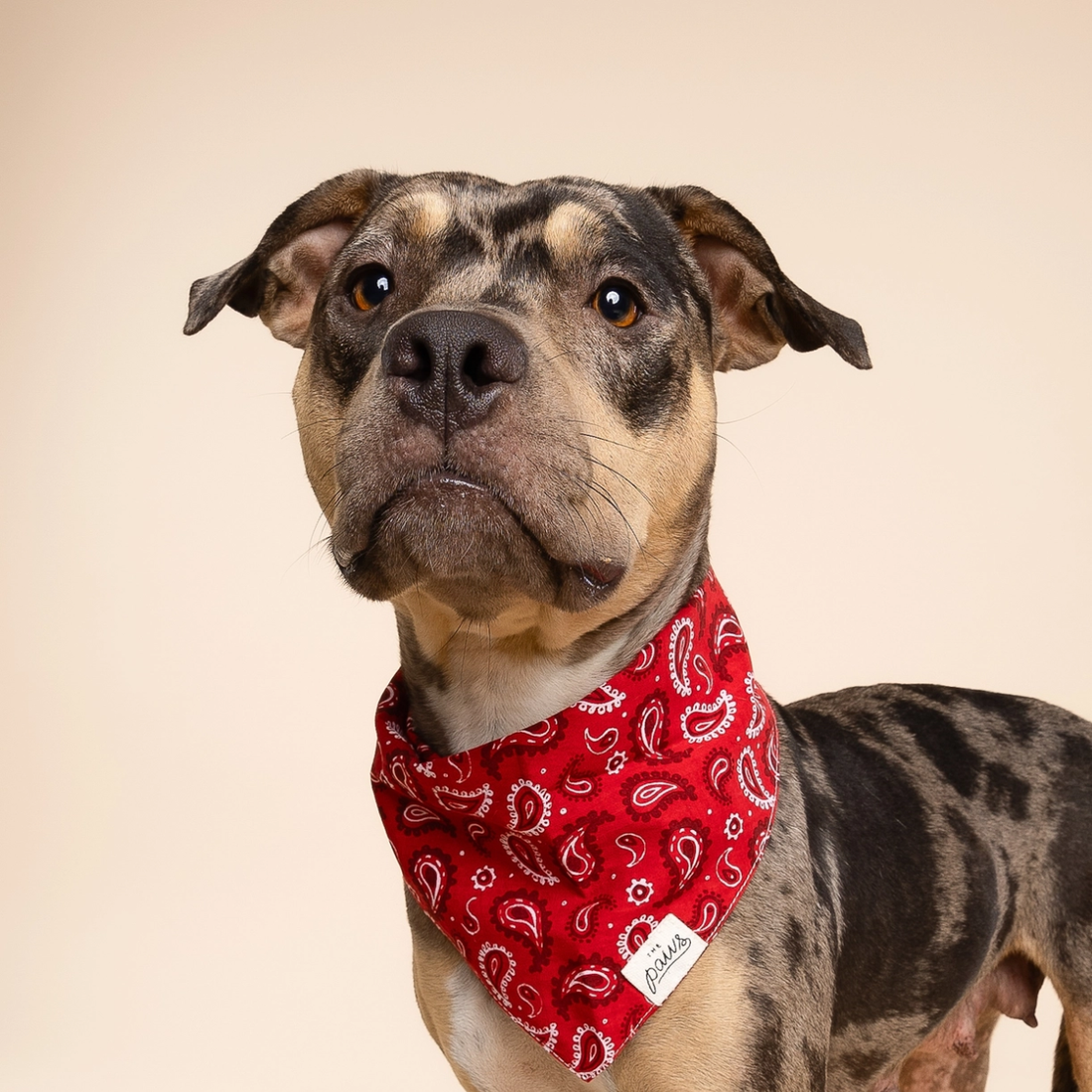 Dallas // Dog bandana in paisley pattern (red)