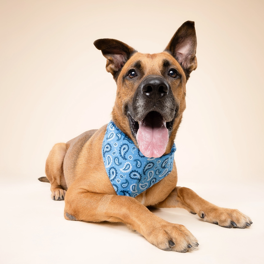 West // Dog bandana in paisley pattern (blue)