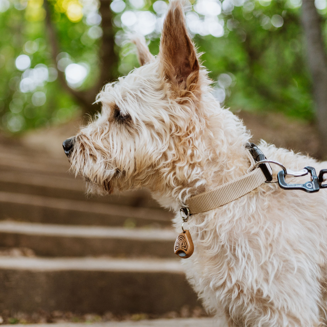 TICKLESS® ECOPet // Giftfri flåtmiddel der beskytter op til 6 måneder