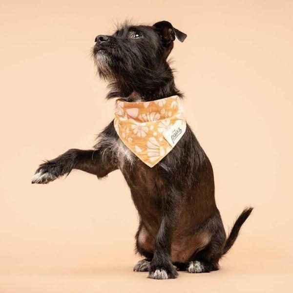 Woodstock // Dog bandana with flower power