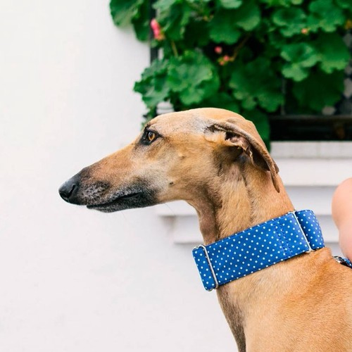 Martingale collar for greyhounds