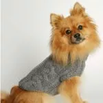 grå hunde sweater