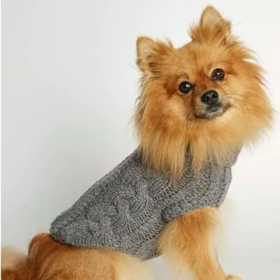 grey dog sweater