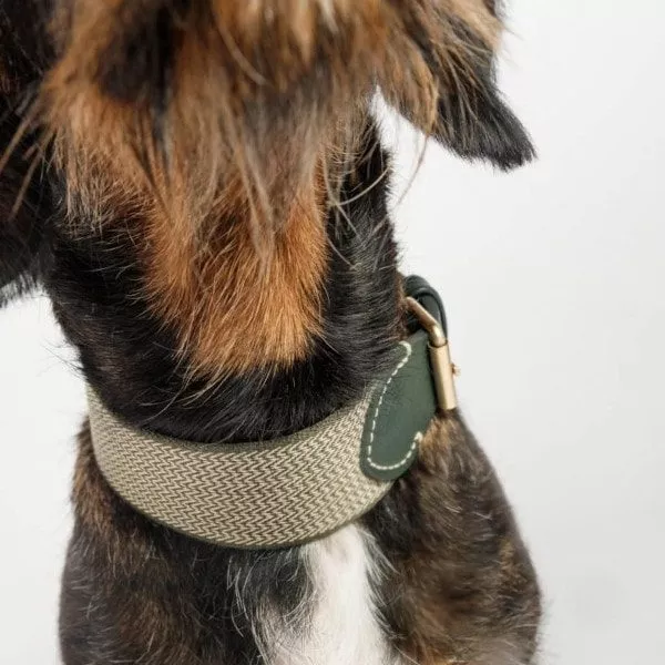 exclusive dog collar