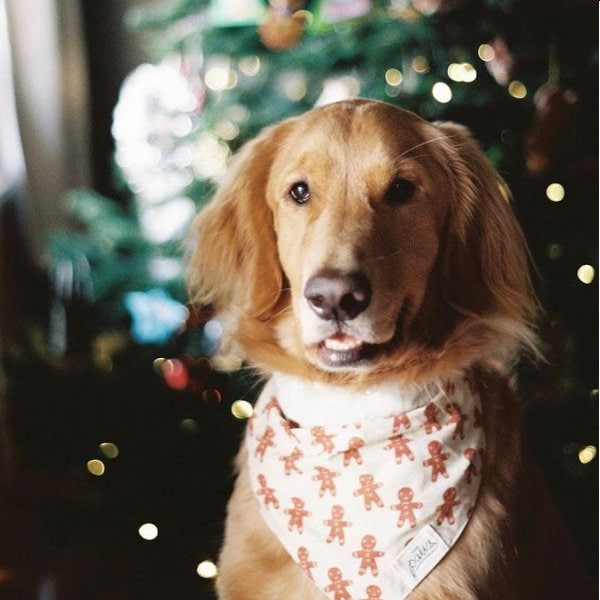 Juleprodukter til din hund