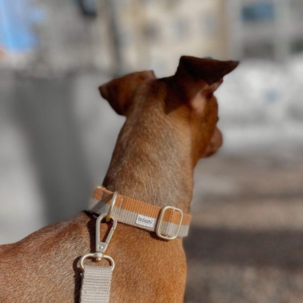 Tadazhi // Dog collar sand/light brown