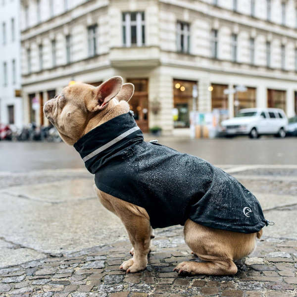 regnjakke fransk bulldog