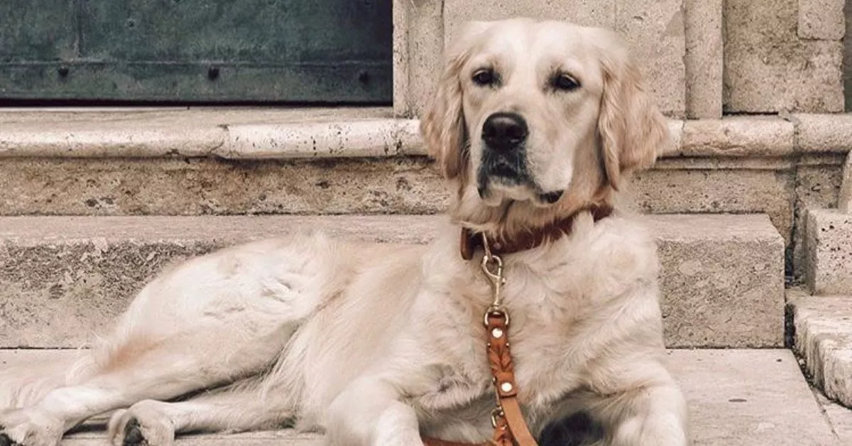 tilbehoer til store hunde