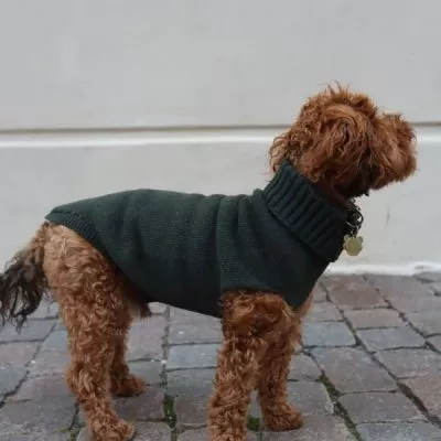 strikket hundesweater