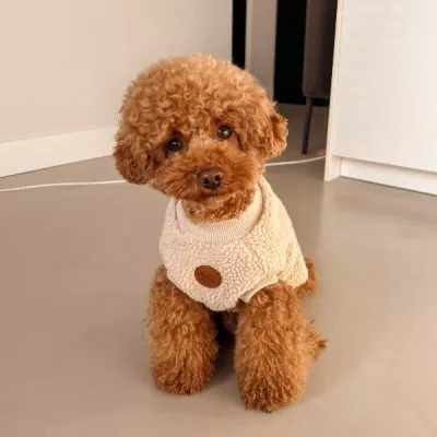 hundesweater
